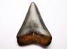 Dent fossile du GRAND REQUIN BLANC : Carcharodon carcharias