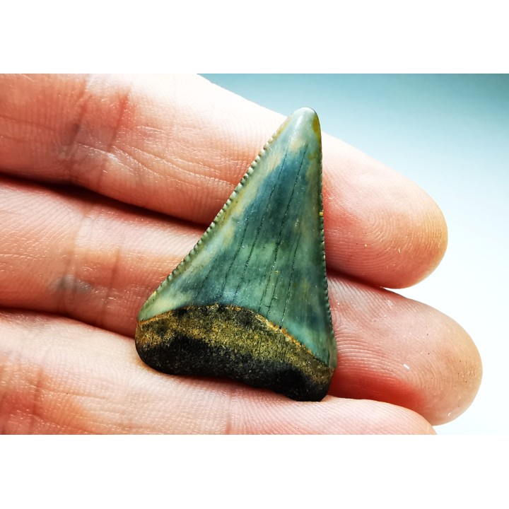 Fossil tooth of Great white shark: Carcharodon carcharias