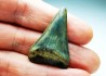 Fossil tooth of Great white shark: Carcharodon carcharias