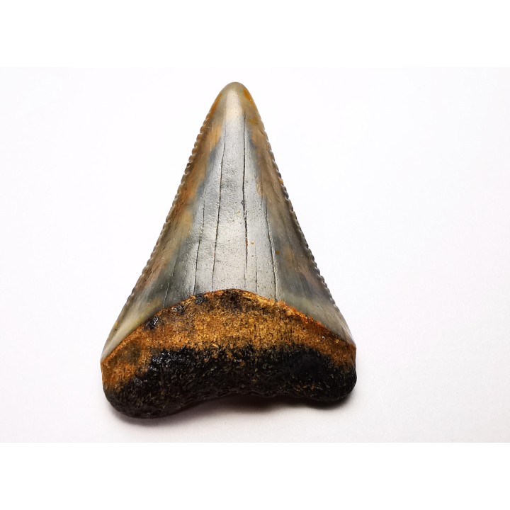 Fossil tooth of Great white shark: Carcharodon carcharias