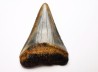 Fossil tooth of Great white shark: Carcharodon carcharias