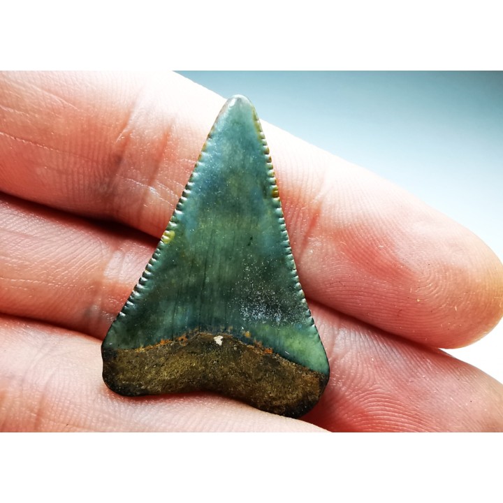 Dent fossile du GRAND REQUIN BLANC : Carcharodon carcharias