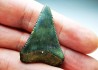 Fossil tooth of Great white shark: Carcharodon carcharias