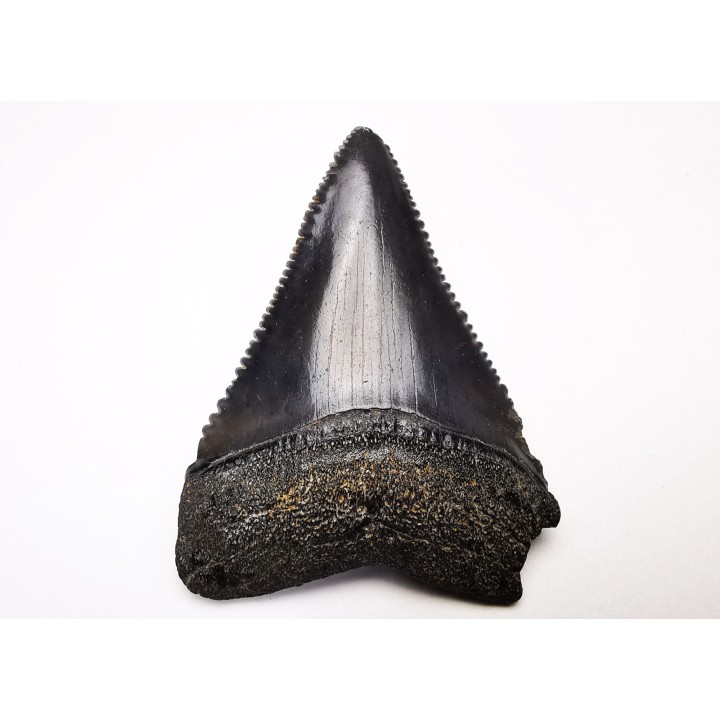 Dent fossile du GRAND REQUIN BLANC : Carcharodon carcharias