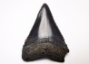Dent fossile du GRAND REQUIN BLANC : Carcharodon carcharias