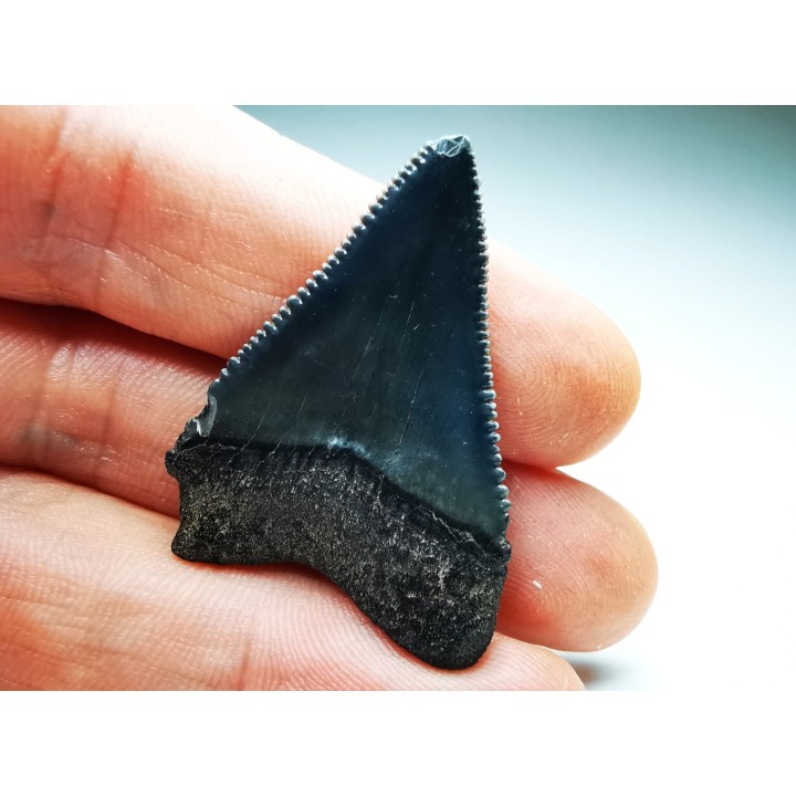 Dent fossile du GRAND REQUIN BLANC : Carcharodon carcharias