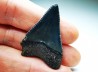 Fossil tooth of Great white shark: Carcharodon carcharias