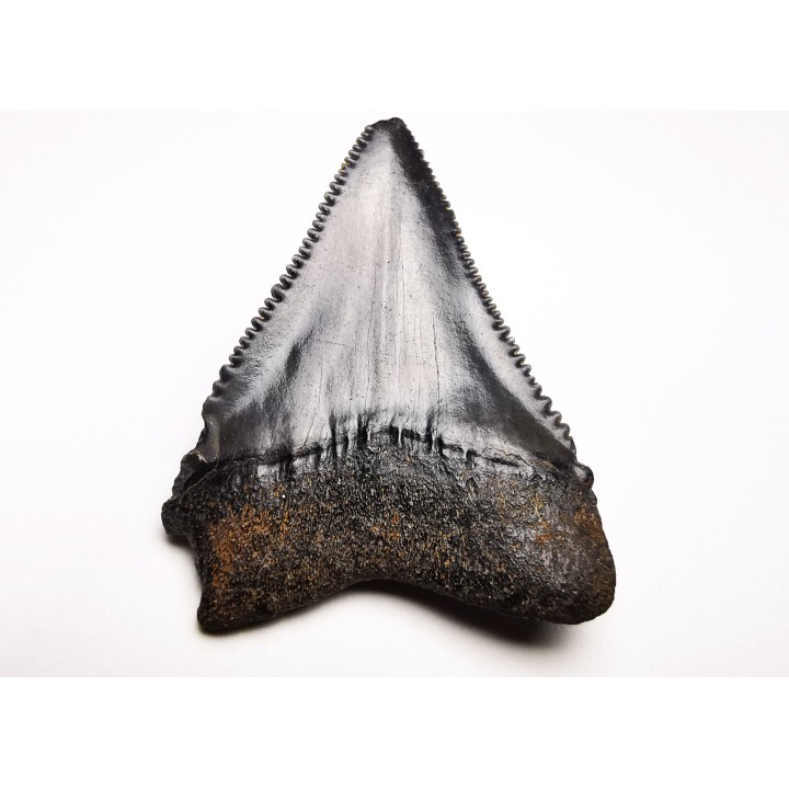 Fossil tooth of Great white shark: Carcharodon carcharias