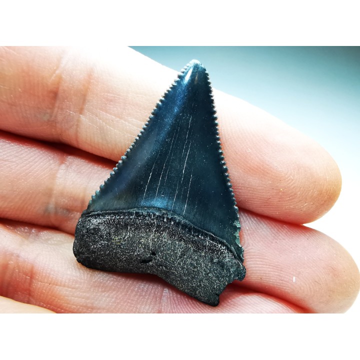 Fossil tooth of Great white shark: Carcharodon carcharias