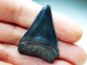 Dent fossile du GRAND REQUIN BLANC : Carcharodon carcharias