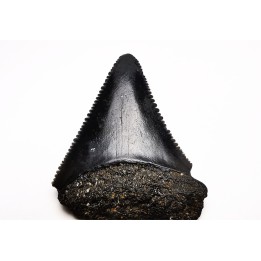 Fossil tooth of Great white shark: Carcharodon carcharias