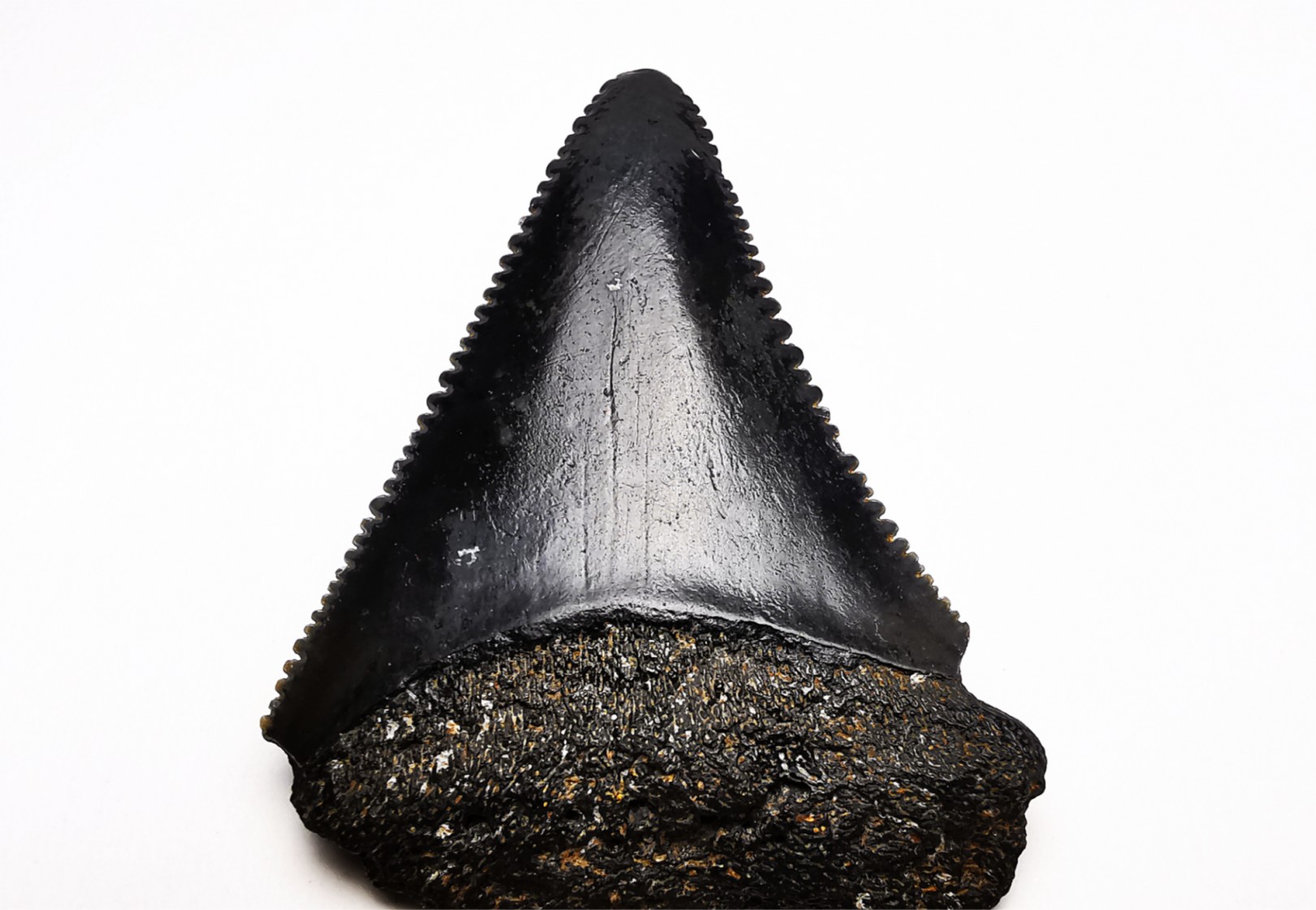 Fossil tooth of Great white shark: Carcharodon carcharias