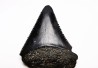 Dent fossile du GRAND REQUIN BLANC : Carcharodon carcharias