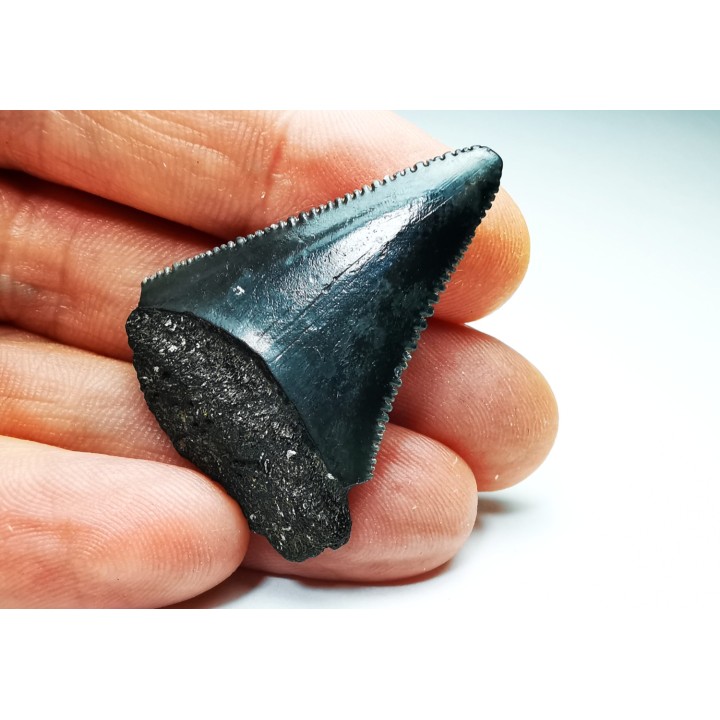 Dent fossile du GRAND REQUIN BLANC : Carcharodon carcharias