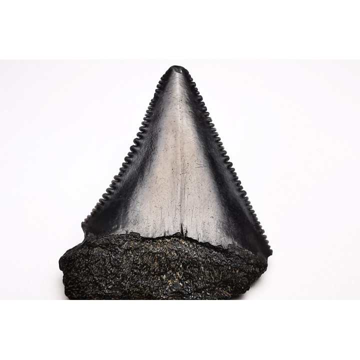 Dent fossile du GRAND REQUIN BLANC : Carcharodon carcharias