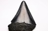 Fossil tooth of Great white shark: Carcharodon carcharias