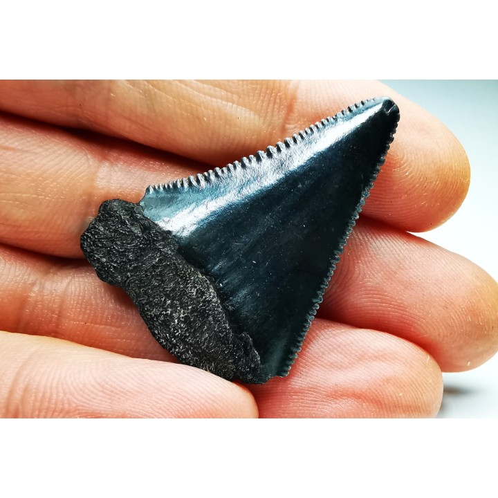 Fossil tooth of Great white shark: Carcharodon carcharias