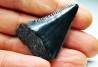 Fossil tooth of Great white shark: Carcharodon carcharias