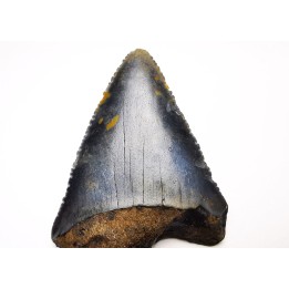 Dent fossile du GRAND REQUIN BLANC : Carcharodon carcharias