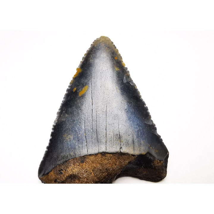 Fossil tooth of Great white shark: Carcharodon carcharias