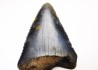 Fossil tooth of Great white shark: Carcharodon carcharias