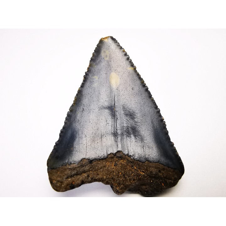 Fossil tooth of Great white shark: Carcharodon carcharias