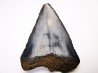 Dent fossile du GRAND REQUIN BLANC : Carcharodon carcharias