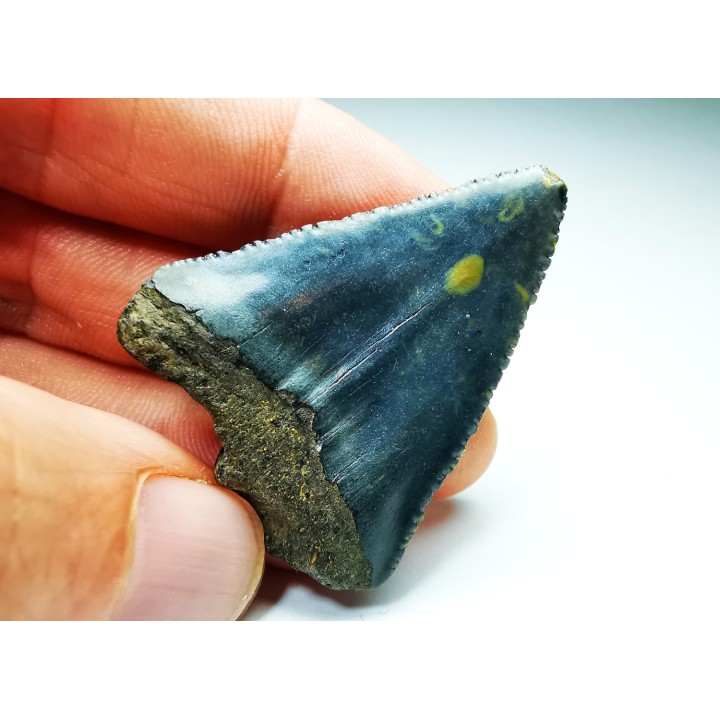 Fossil tooth of Great white shark: Carcharodon carcharias