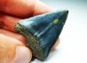 Fossil tooth of Great white shark: Carcharodon carcharias