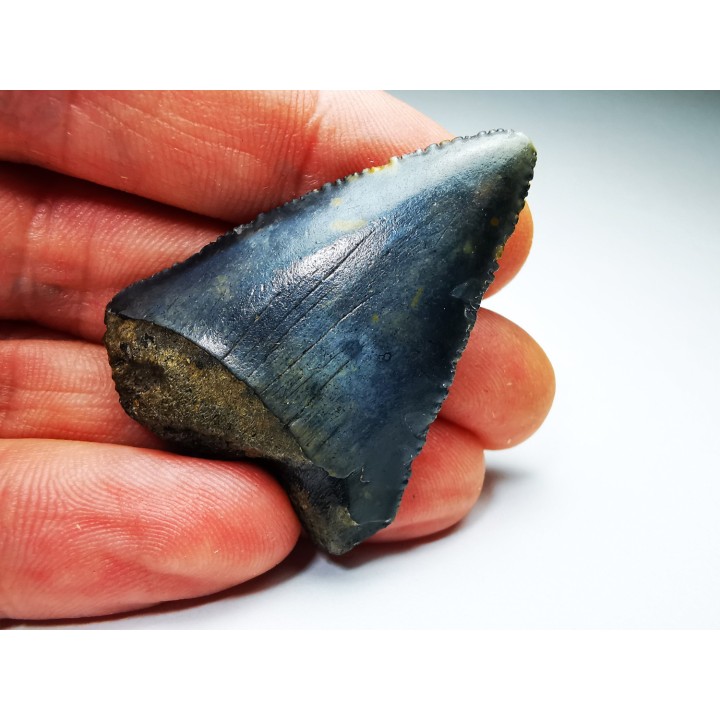 Fossil tooth of Great white shark: Carcharodon carcharias