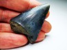 Dent fossile du GRAND REQUIN BLANC : Carcharodon carcharias