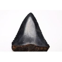Fossil tooth of Great white shark: Carcharodon carcharias