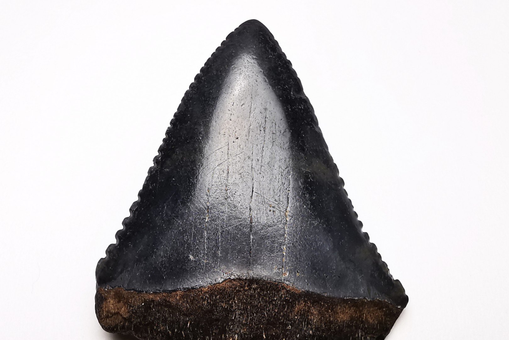 Fossil tooth of Great white shark: Carcharodon carcharias
