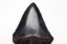 Fossil tooth of Great white shark: Carcharodon carcharias