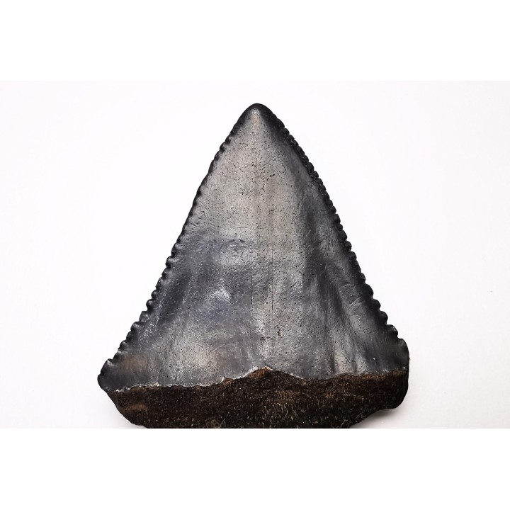 Dent fossile du GRAND REQUIN BLANC : Carcharodon carcharias