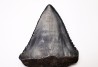 Dent fossile du GRAND REQUIN BLANC : Carcharodon carcharias