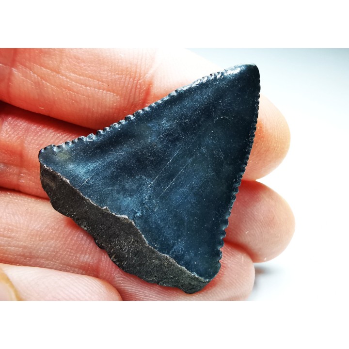 Fossil tooth of Great white shark: Carcharodon carcharias