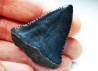 Fossil tooth of Great white shark: Carcharodon carcharias