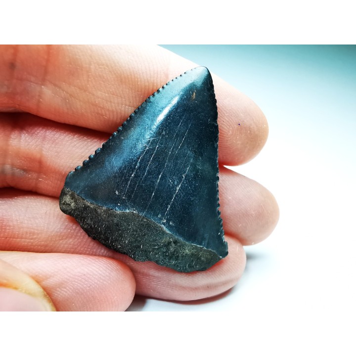Dent fossile du GRAND REQUIN BLANC : Carcharodon carcharias