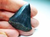 Fossil tooth of Great white shark: Carcharodon carcharias