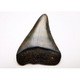 Fossil tooth of Great white shark: Carcharodon carcharias