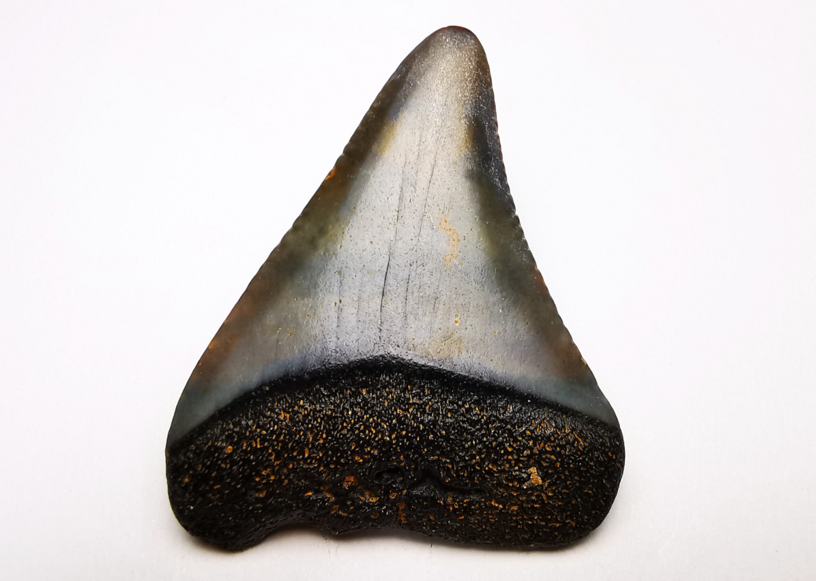 Fossil tooth of Great white shark: Carcharodon carcharias