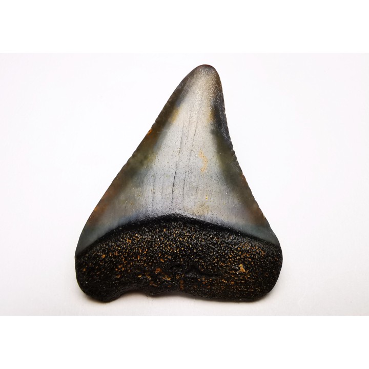 Dent fossile du GRAND REQUIN BLANC : Carcharodon carcharias