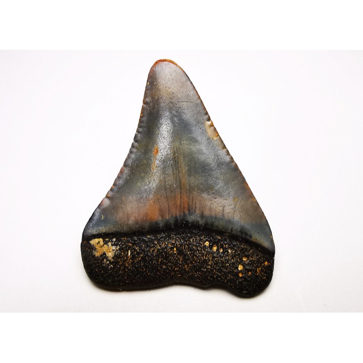 Dent fossile du GRAND REQUIN BLANC : Carcharodon carcharias