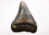 Dent fossile du GRAND REQUIN BLANC : Carcharodon carcharias