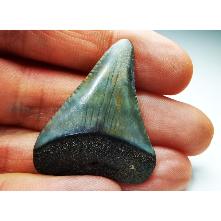 Dent fossile du GRAND REQUIN BLANC : Carcharodon carcharias