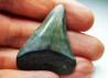Fossil tooth of Great white shark: Carcharodon carcharias