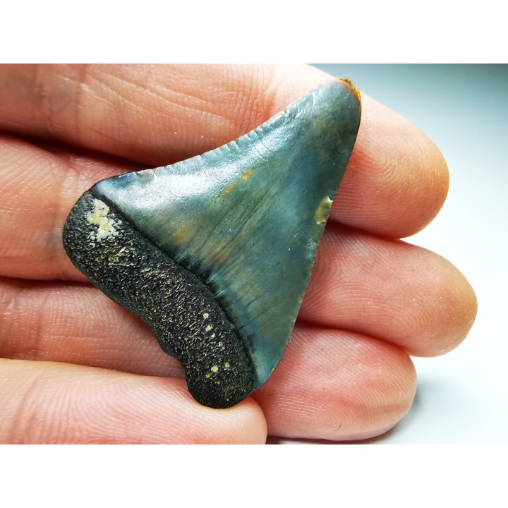 Fossil tooth of Great white shark: Carcharodon carcharias