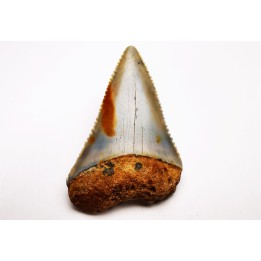 Dent fossile du GRAND REQUIN BLANC : Carcharodon carcharias