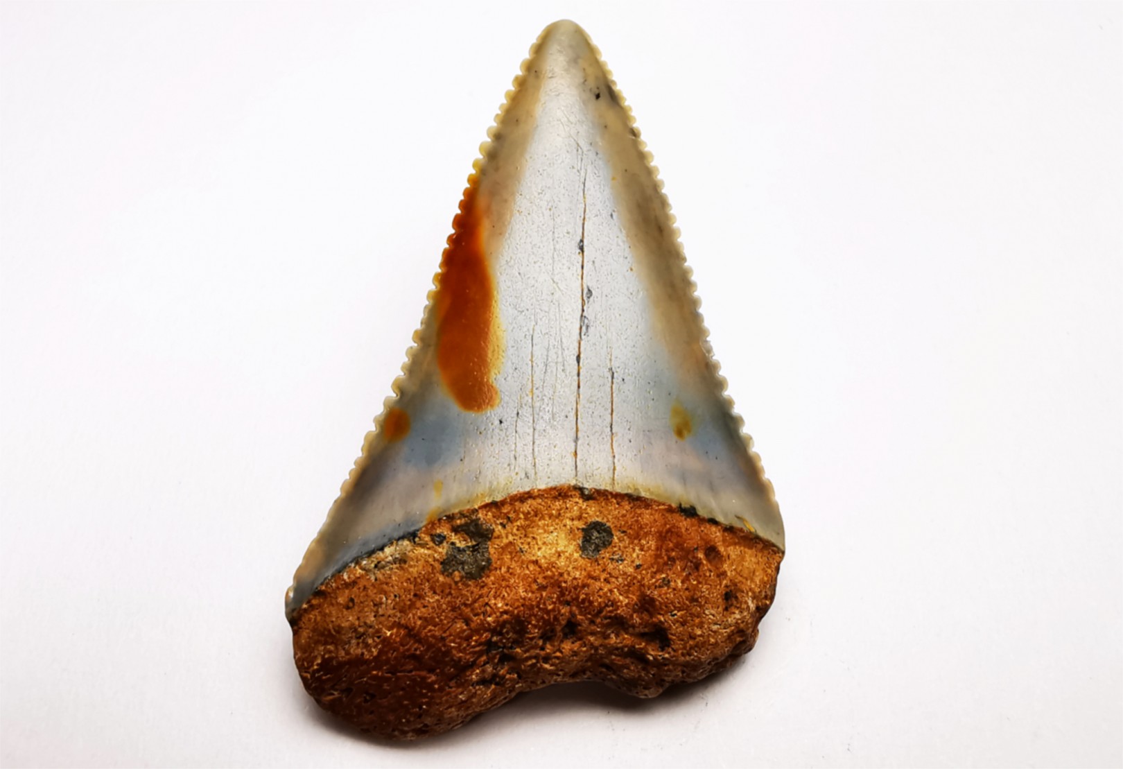 Fossil tooth of Great white shark: Carcharodon carcharias